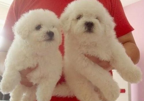 楚雄买比熊 南华县买比熊 请来云南狗场选购