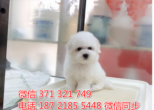 犬舍比熊纯种幼犬出售 茶杯比熊犬舍狗场宠物狗悼
