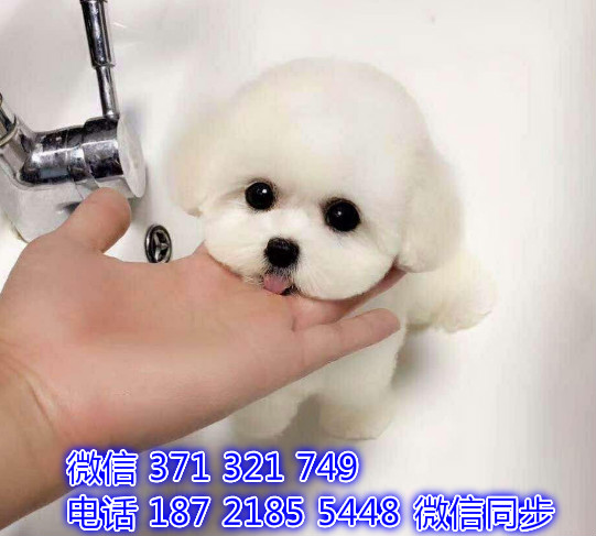 犬舍直销，哪里有宠物比熊，精品小型中型大型犬狗狗赡