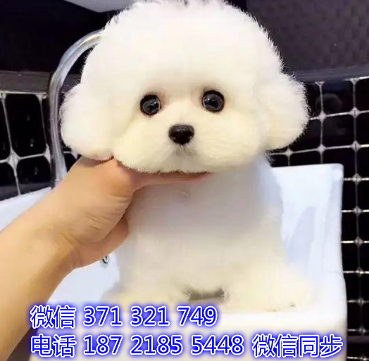 犬舍直销，哪里有宠物比熊，精品小型中型大型犬狗