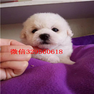  承德哪里有卖比熊犬的比熊哪里有卖好看的比