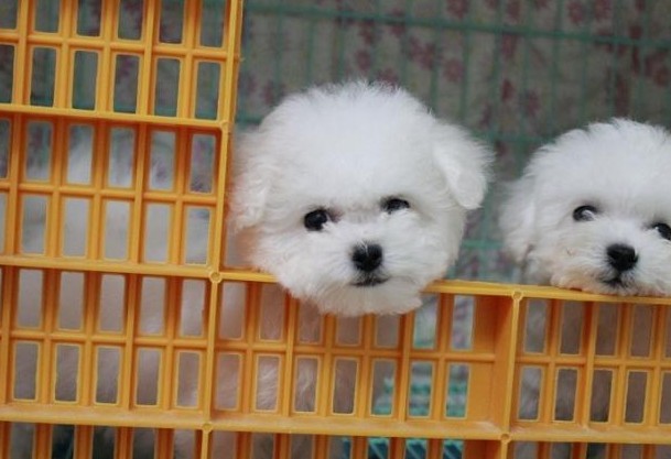 永仁哪里有卖比熊狗场常年出售纯种比熊犬