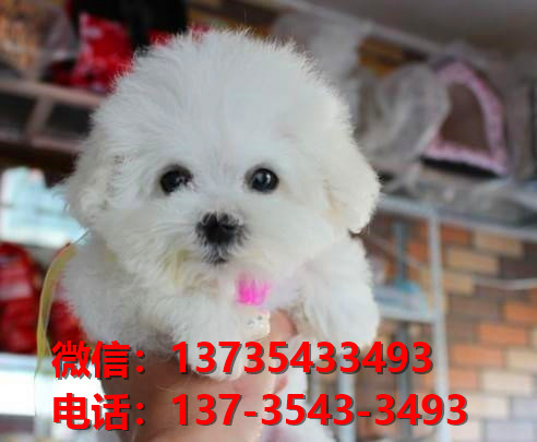 镇江宠物狗狗犬舍出售纯种比熊犬幼犬卖狗地方有狗市场买狗