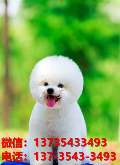 晋中宠物狗狗犬舍出售纯种比熊犬卖狗买狗地方