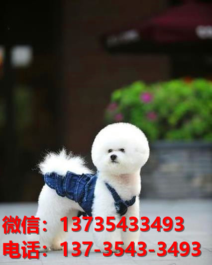 承德宠物狗犬舍出售纯种比熊犬幼犬卖狗买狗地