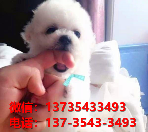 镇江宠物狗狗犬舍出售纯种比熊犬幼犬卖狗地方有狗市场买狗