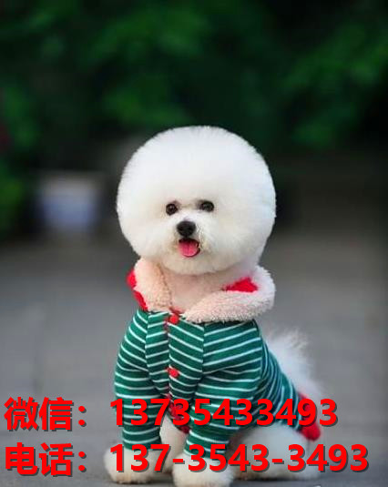 菏泽宠物狗犬舍出售纯种比熊幼犬网上买狗卖狗