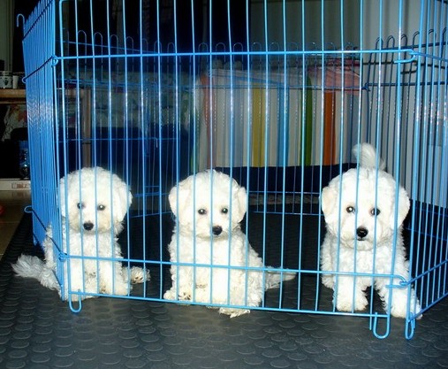 楚雄牟定卖狗牟定狗场常年卖纯种比熊犬