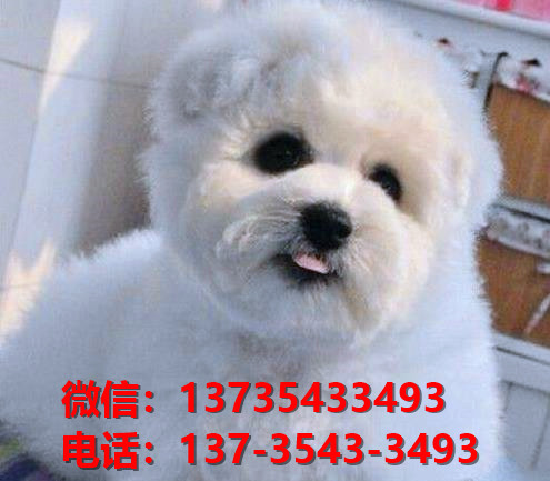 纯种比熊幼犬在哪里有卖狗买狗地方武汉宠物狗