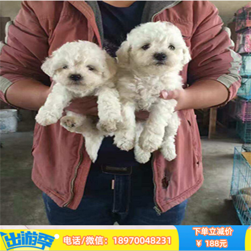 台州本地繁殖纯种比熊犬 台州哪里宠物狗便宜