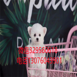 天津比熊犬 天津宠物狗 小体比熊多少钱 茶杯犬