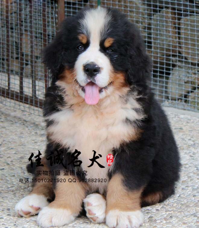 北京哪里卖纯种伯恩山犬 北京伯恩山犬价格