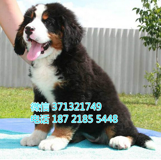 伯恩山犬出售大型犬，福州犬舍繁殖伯恩山狗狗 