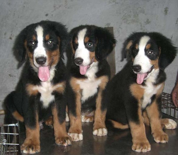 曲靖本地哪里买卖伯恩山幼犬,曲靖长期出售纯