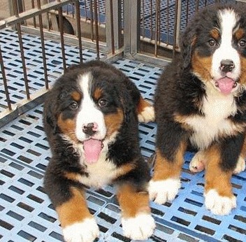 昆明哪里买卖纯种伯恩山小狗昆明出售伯恩山幼