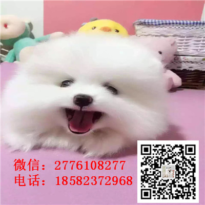 日照哪里有卖纯种小体茶杯博美犬 哈多利球体