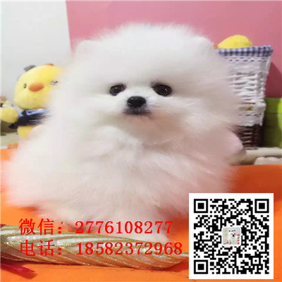 温州哪里有卖纯种小体茶杯博美犬 哈多利球体博美幼犬哪里的好 博美价格