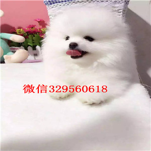 萍乡哪里有纯种健康的博美出售 博美哪里的纯