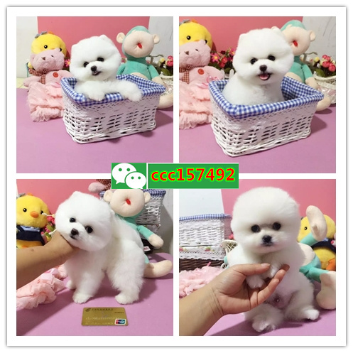 西安哪里有小狗出售 西安宠物狗 西安宠物店