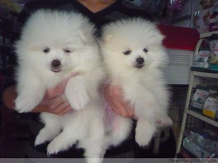 西安哪里有卖博美犬的 西安哪里出售博美狗狗 