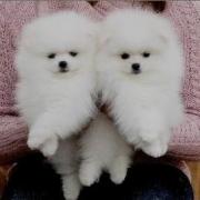 武汉哪里卖的博美比较便宜 武汉哪里能买到便