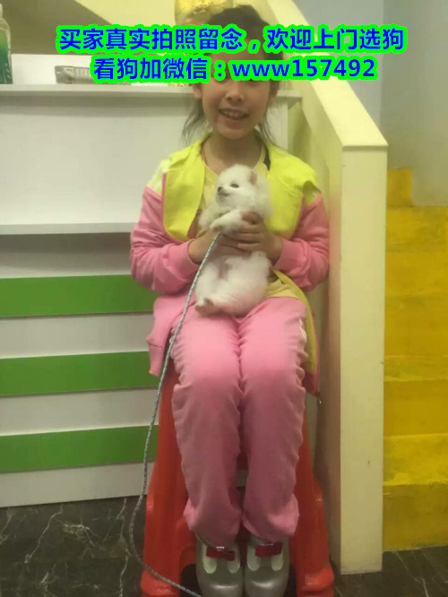 南昌宠物狗 南昌一般都到哪里买宠物 南昌宠物