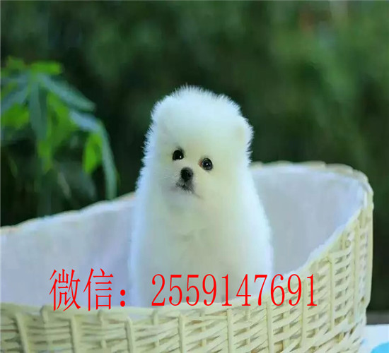 长沙哪里卖博美 长沙白色博美 黄色博美多少钱