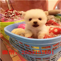 衡阳白色俊介多少钱 衡阳白色球体博美价格 衡阳黄色博美怎么卖的