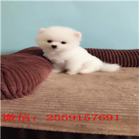 金昌黄色俊介照片 黄色博美多少钱 金昌博美便