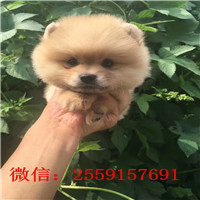 庆阳哪里有博美卖 庆阳哪里卖健康的小博美 庆