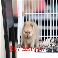 平凉哪里有博美卖 平凉纯种俊介价格 平凉黄色