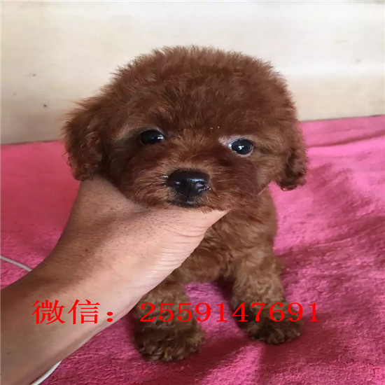 黄石哪里有贵宾犬舍 黄石哪里卖灰色贵宾 白色贵宾怎么卖