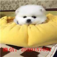 武威博美怎么卖的 武威黄色博美多少钱 武威白