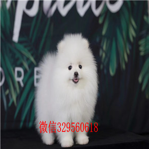 信阳哪里有卖纯种小体茶杯博美犬 哈多利球体