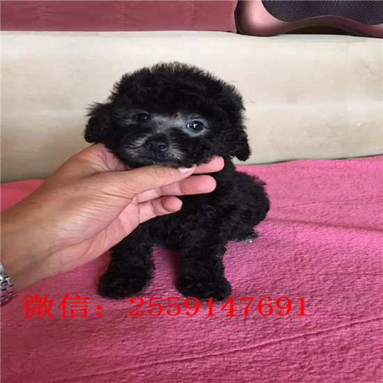 黄石哪里有贵宾犬舍 黄石哪里卖灰色贵宾 白色