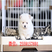 衡阳白色俊介多少钱 衡阳白色球体博美价格 衡