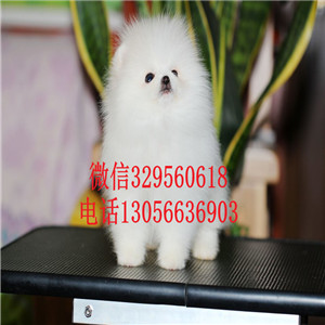 哈尔滨博美多少钱  哈尔滨哪里有博美卖