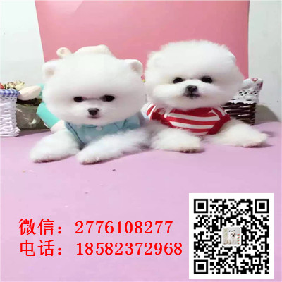 济南哪里有博美幼犬出售 博美幼犬哪里的好 博