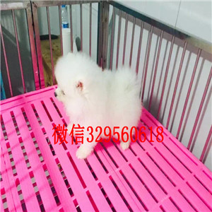 林芝出售纯种小体博美英系博美博美多少钱哈多利球体博美