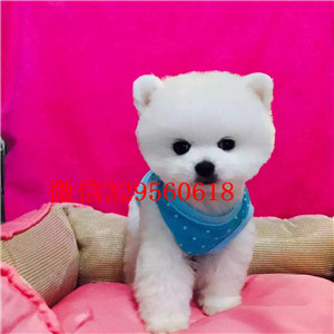 哈尔滨出售纯种小体博美黑色博美博美多少钱长不大的球体博美