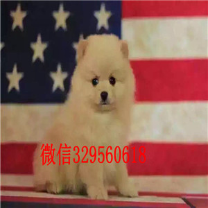 永州出售纯种小体博美黄色博美博美犬图片哈多