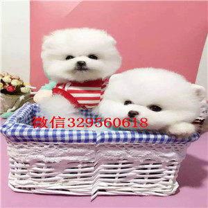 温州出售纯种小体博美黄色博美博美犬图片长不