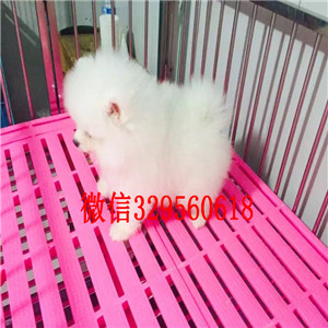 林芝出售纯种小体博美英系博美博美多少钱哈多利球体博美