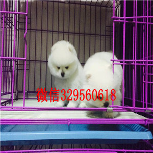 林芝出售纯种小体博美英系博美博美多少钱哈多利球体博美