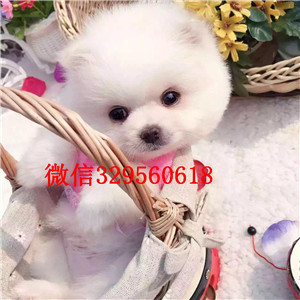 哈尔滨出售纯种小体博美黑色博美博美多少钱长不大的球体博美