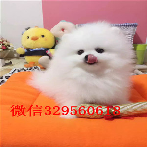 长治哪里有卖纯种博美犬白色博美哈多利球体博