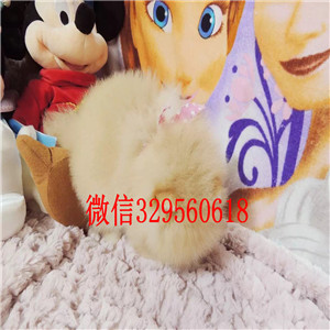 徐汇哪里有卖纯种博美犬英系博美博美多少钱茶