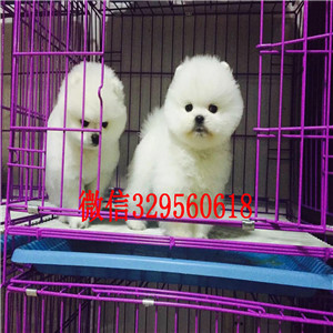 三沙出售纯种小体博美黄色博美出售纯种白博美