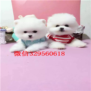 青岛哪里能买到纯种博美犬英系博美博美多少钱哈多利球体博美