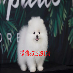 济南信誉犬舍直销纯种哈多利版博美犬 可提前